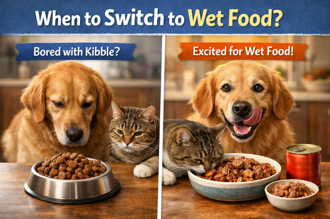 When You Should Switch to or Supplement Wet Food From Kibble