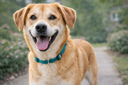 Horizon Taiga Pork Grain Free Dry Dog Food