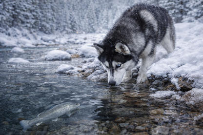 Fromm Four-Star Whitefish & Potato Recipe Dog Food